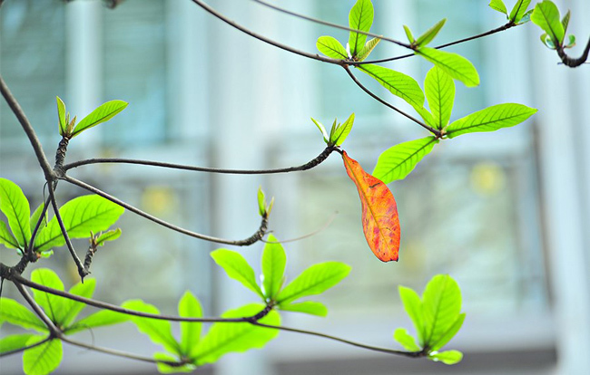 Chiếc lá biết hát 